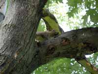 Écureuil gris Sciurus carolinensis