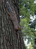 Écureuil gris Sciurus carolinensis