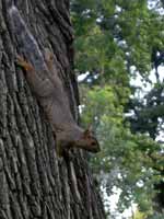 Écureuil gris Sciurus carolinensis