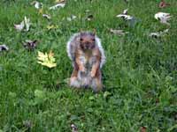 Écureuil gris Sciurus carolinensis