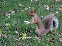 Écureuil gris Sciurus carolinensis