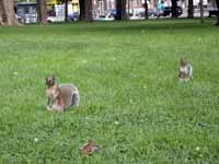 Écureuil gris Sciurus carolinensis