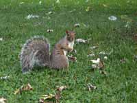 Écureuil gris Sciurus carolinensis