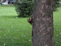 Écureuil gris Sciurus carolinensis