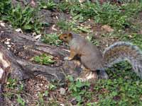 Écureuil gris Sciurus carolinensis