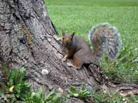 Écureuil gris Sciurus carolinensis