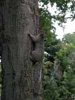 Écureuil gris Sciurus carolinensis