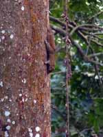 Écureuil de l'Irrawaddy Callosciurus pygerythrus