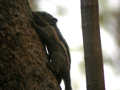 Écureuil rayé de l'Himalaya Tamiops macclellandi