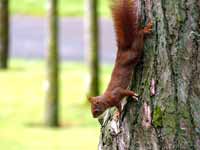 Écureuil roux Sciurus vulgaris