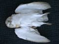 Effraie des clochers Tyto alba alba