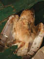 Effraie des clochers Tyto alba guttata