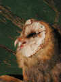 Effraie des clochers Tyto alba guttata
