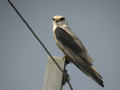 Élanion blanc Elanus caeruleus