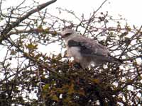 Élanion blanc Elanus caeruleus