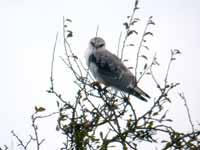 Élanion blanc Elanus caeruleus