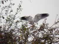 Élanion blanc Elanus caeruleus