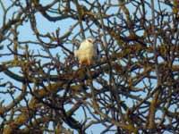 Élanion blanc Elanus caeruleus