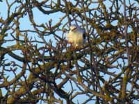 Élanion blanc Elanus caeruleus