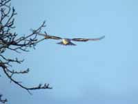 Élanion blanc Elanus caeruleus