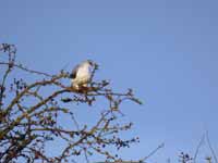 Élanion blanc Elanus caeruleus