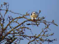 Élanion blanc Elanus caeruleus