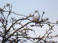 Élanion blanc Elanus caeruleus