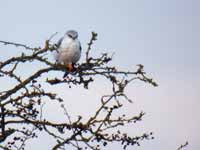 Élanion blanc Elanus caeruleus