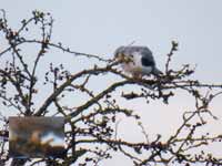 Élanion blanc Elanus caeruleus