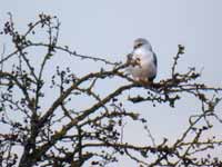 Élanion blanc Elanus caeruleus