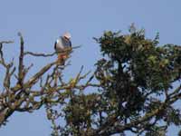 Élanion blanc Elanus caeruleus