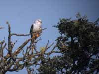 Élanion blanc Elanus caeruleus