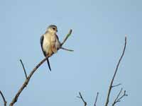 Élanion blanc Elanus caeruleus