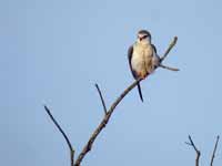 Élanion blanc Elanus caeruleus