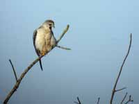 Élanion blanc Elanus caeruleus