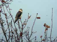 Élanion blanc Elanus caeruleus