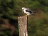 Élanion blanc Elanus caeruleus