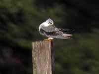 Élanion blanc Elanus caeruleus