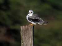 Élanion blanc Elanus caeruleus