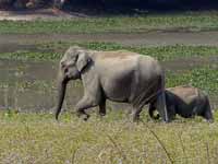 Éléphant d'Asie Elephas maximus