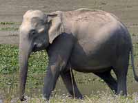Éléphant d'Asie Elephas maximus