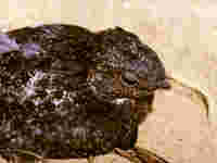 Engoulevent noirâtre Caprimulgus nigrescens Blackish Nightjar