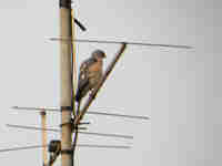 Épervier shikra Accipiter badius