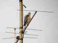 Épervier shikra Accipiter badius