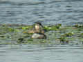 Érismature rousse Oxyura jamaicensis