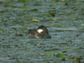 Érismature rousse Oxyura jamaicensis