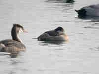 Érismature rousse Oxyura jamaicensis