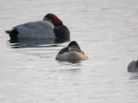 Érismature rousse Oxyura jamaicensis