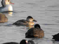 Érismature rousse Oxyura jamaicensis