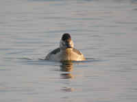 Érismature rousse Oxyura jamaicensis